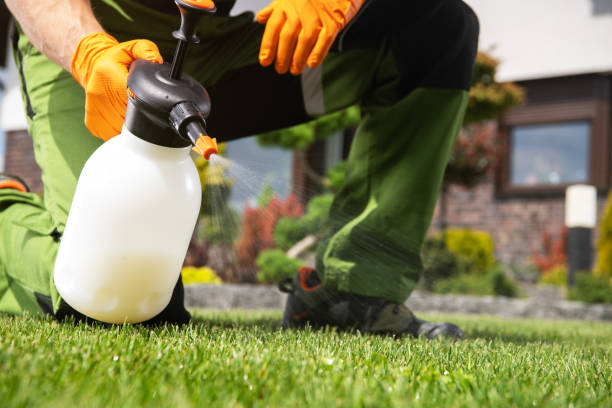 Best Wasp Removal Services  in Ata, OK