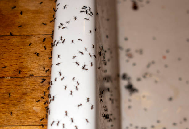 Best Pest Control Cost  in Ata, OK